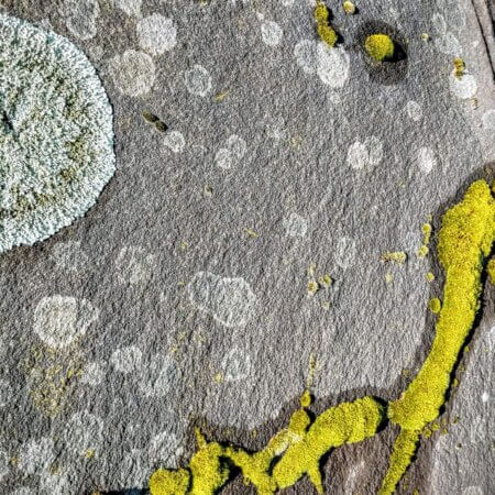 Homepage slideshow - Riverbank Rock Lichen - Frame 2