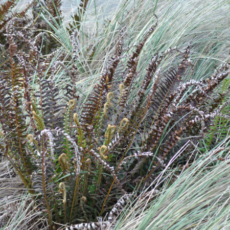 Homepage slideshow - Sword fern fiddleheads and fronds in beach grass