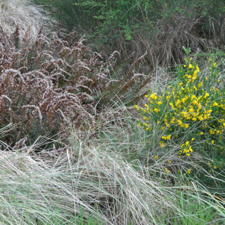 Homepage slideshow - Sword fern and Scotch broom in beach grass - 3498