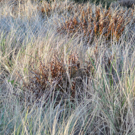 rio of swords peeking in beach grass