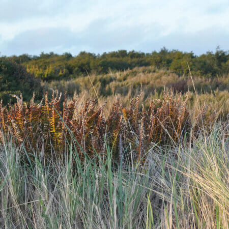 Homepage slideshow - Crown of swords in beach grass - wide