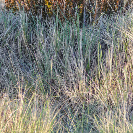 Crown of swords in beach grass