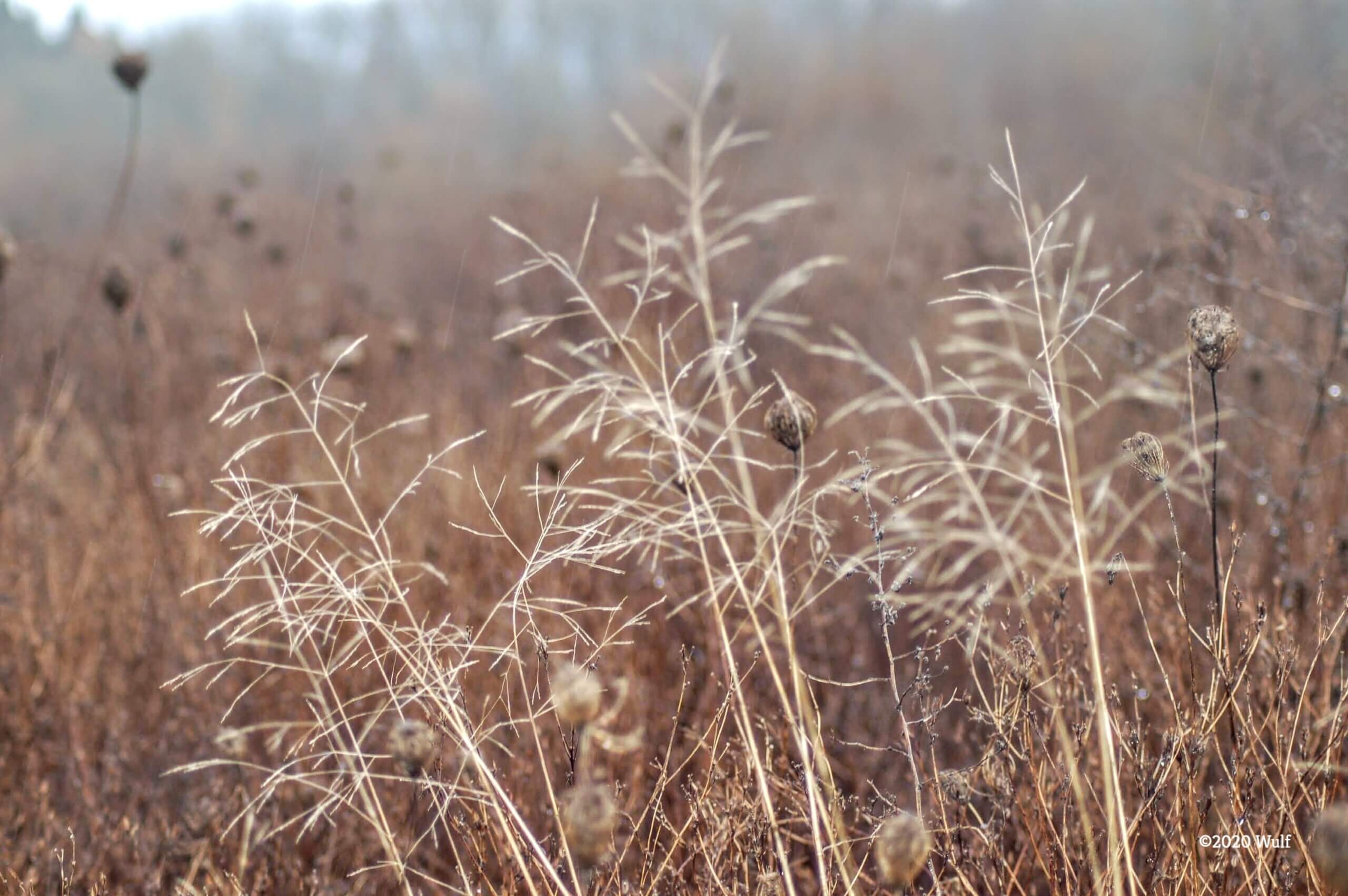 Autumn wetland