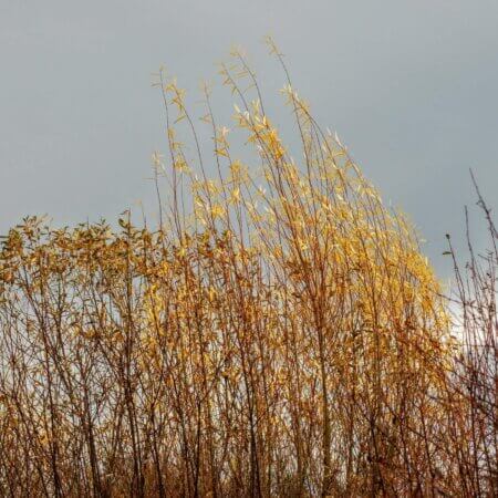 Homepage slideshow - Series 7, Frame 3 - Goldenrod sail
