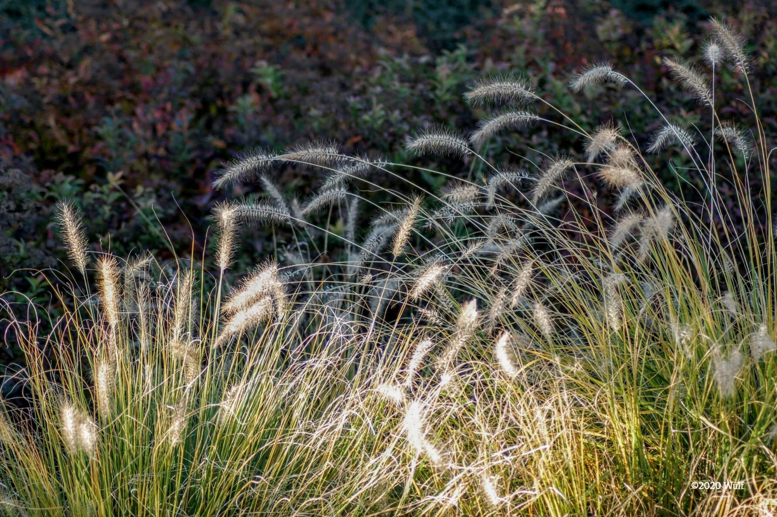 Grass in broken light