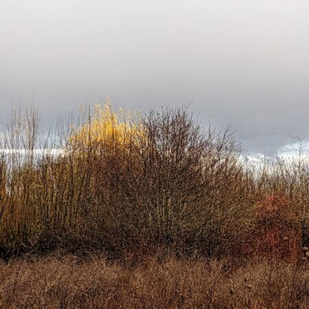 Homepage slideshow - Series 2, Frame 1 - Vermilion