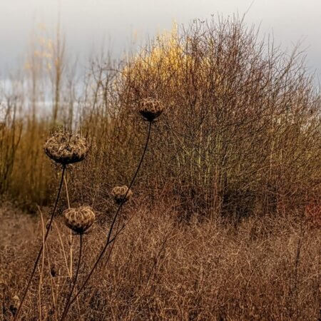 Homepage slideshow - Series 2, Frame 7 - Vermilion