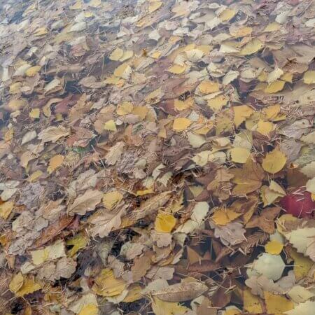 Homepage slideshow - Heart-shaped blade commingled in leaves on water #1