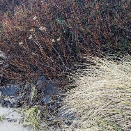 Homepage slideshow - Perpetuum in Repose